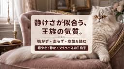 【2026年版】ペルシャ猫の性格を徹底解説!穏やかな気質・飼いやすさ・毛色別の傾向までブリーダーが語る