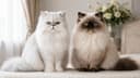 【2026年版】ペルシャとヒマラヤンの違いを徹底比較|ふわふわ長毛猫を選ぶポイント