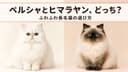 【2026年版】ペルシャとヒマラヤンの違いを徹底比較|ふわふわ長毛猫を選ぶポイント