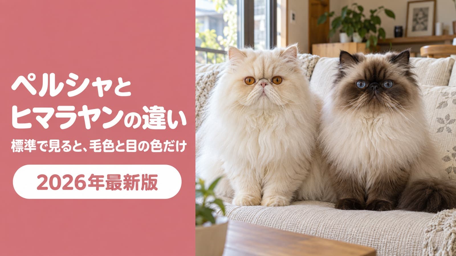 【2026】ペルシャとヒマラヤンの違い|標準で見ると毛色と目の色だけ