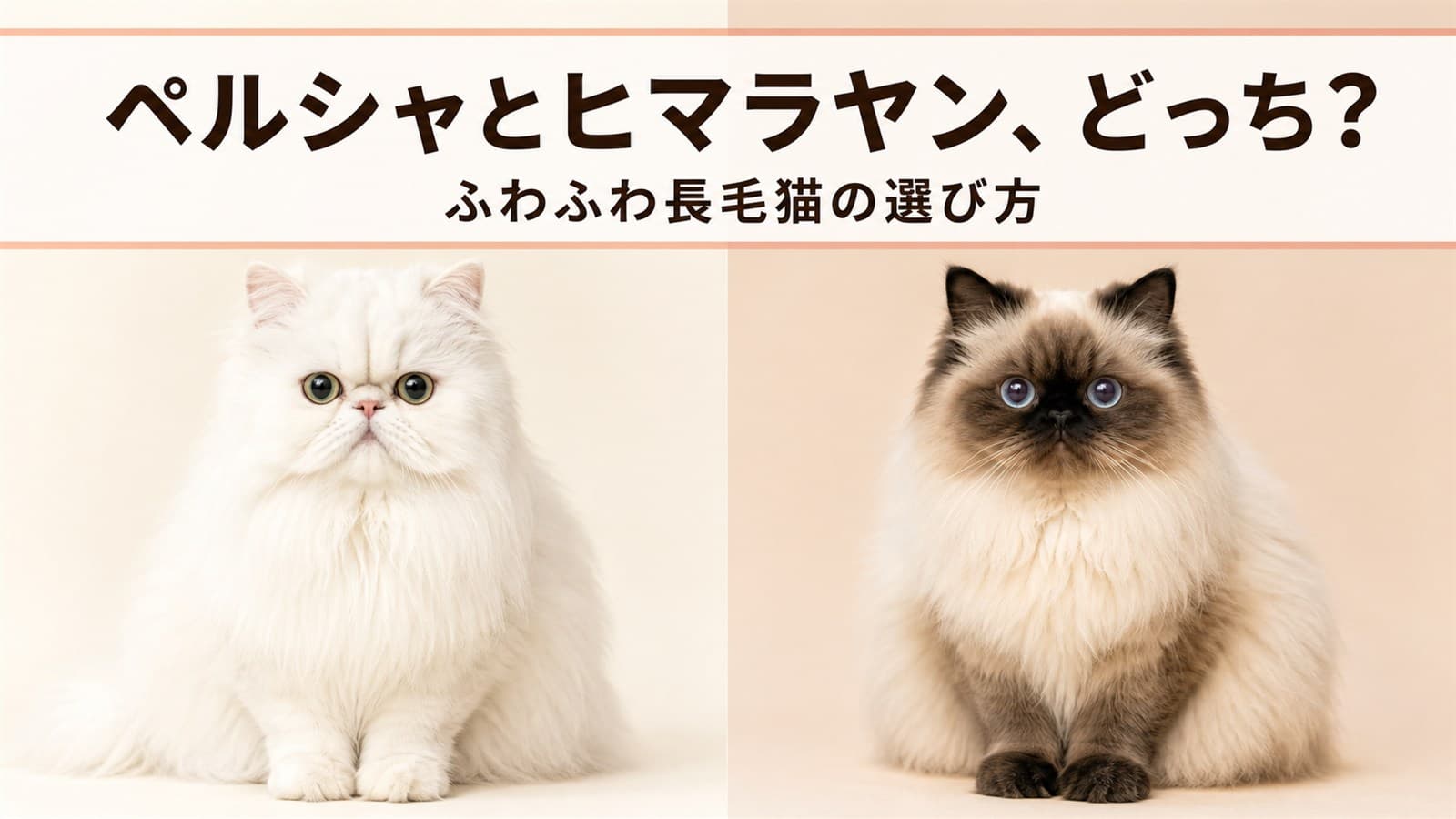 【2026年版】ペルシャとヒマラヤンの違いを徹底比較|ふわふわ長毛猫を選ぶポイント