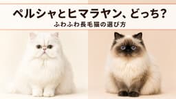 【2026年版】ペルシャとヒマラヤンの違いを徹底比較|ふわふわ長毛猫を選ぶポイント