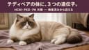 【2026年版】ラガマフィンがかかりやすい病気6選|心臓病・腎臓の遺伝病・遺伝子検査をブリーダーが解説