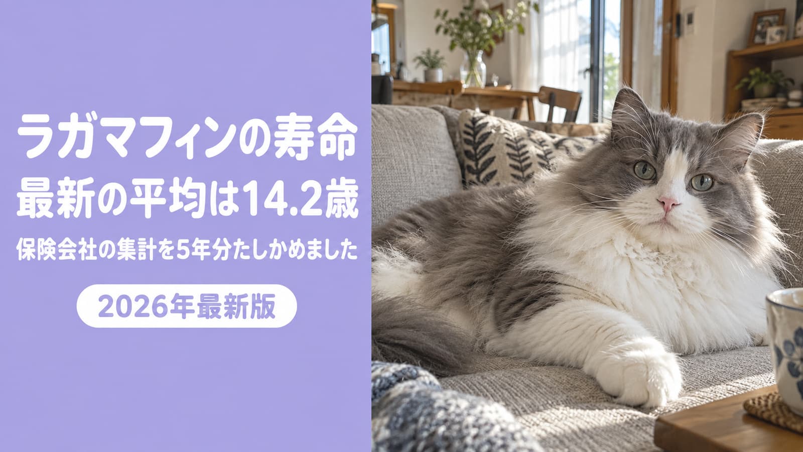 ラガマフィンの寿命|最新の平均14.2歳と長生きの準備【2026】