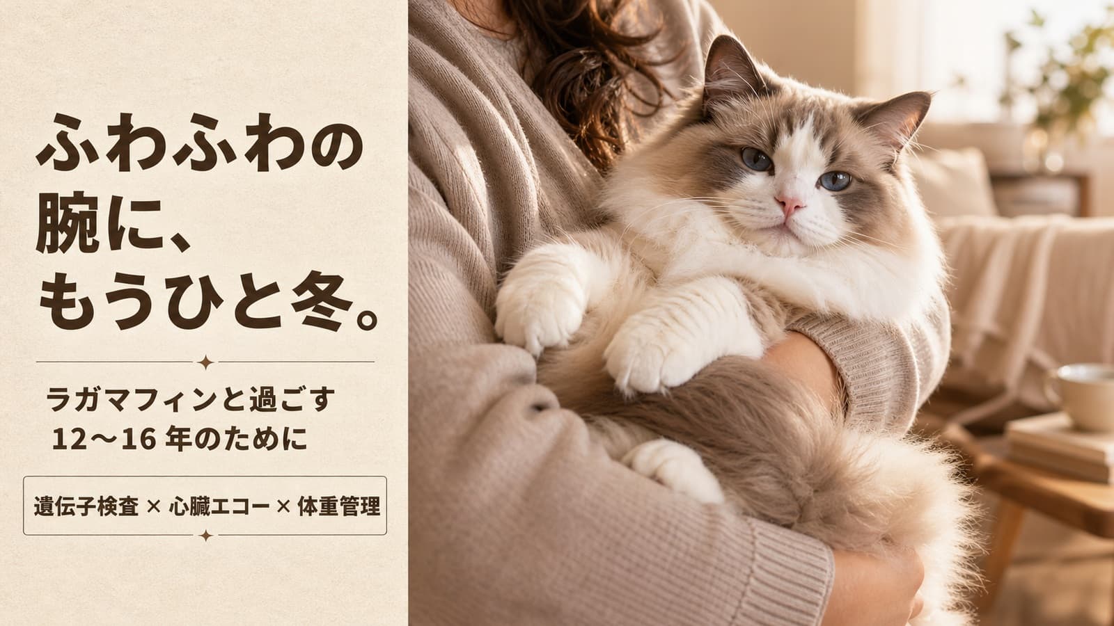 【2026年版】ラガマフィンの寿命は何年?平均12〜16年|長生きの秘訣をブリーダーが解説