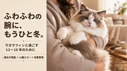 【2026年版】ラガマフィンの寿命は何年?平均寿命・長生きの秘訣をブリーダーが解説