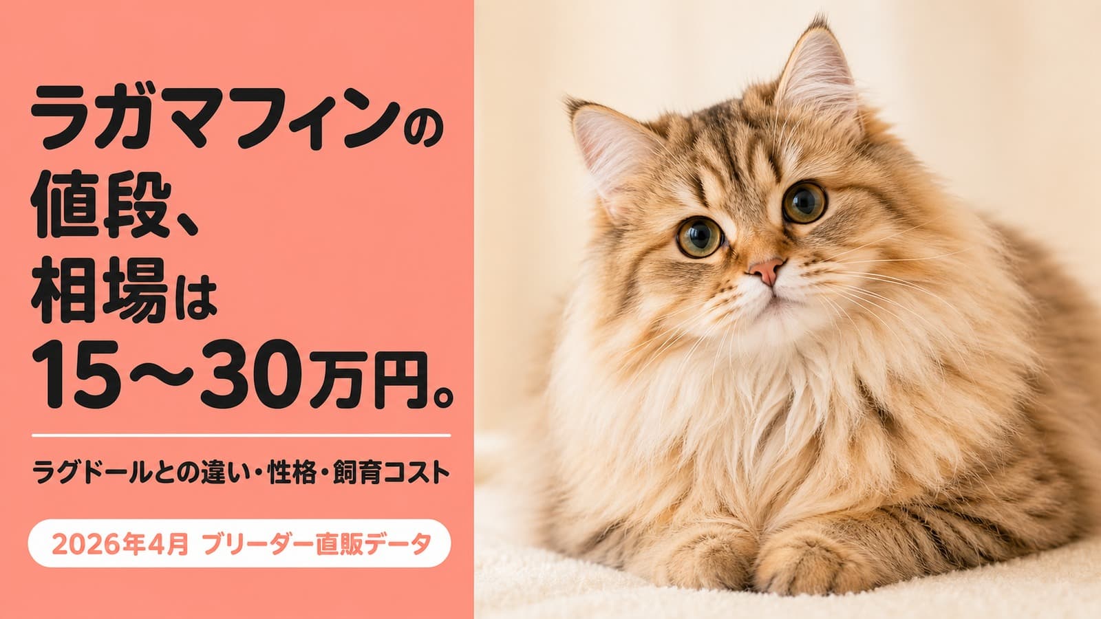 【2026年版】ラガマフィンの値段相場は15〜30万円|ラグドールとの違い・性格・飼育コストをブリーダーが解説