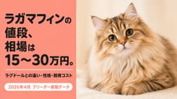 【2026年版】ラガマフィンの値段相場は15〜30万円|ラグドールとの違い・性格・飼育コストをブリーダーが解説