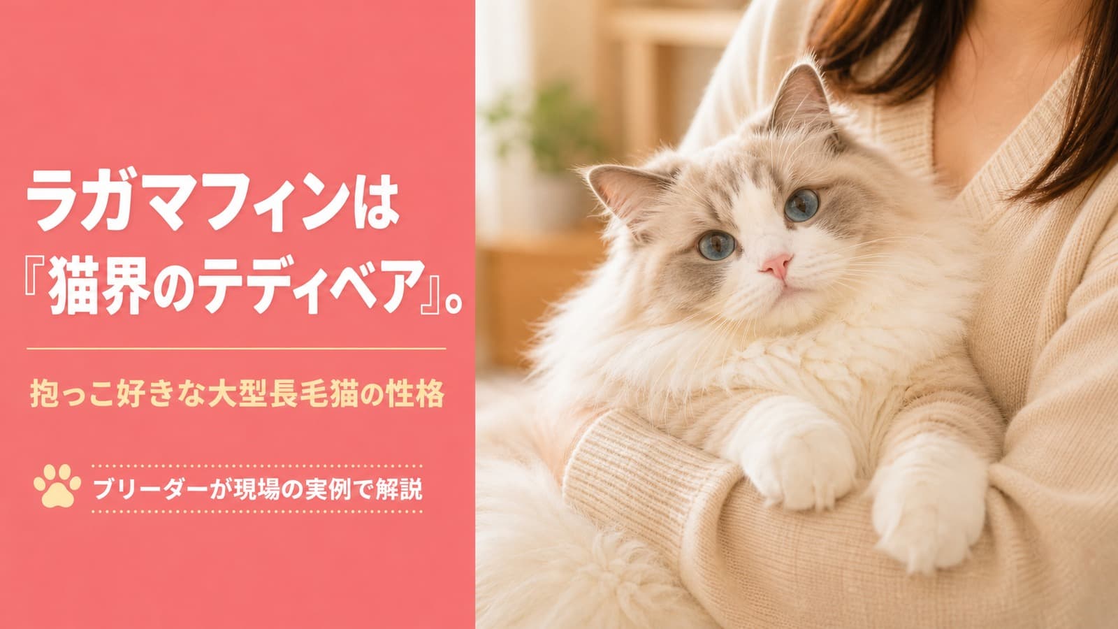 ラガマフィンの性格|ラグドールとの違いと抱っこ好きの理由【2026】