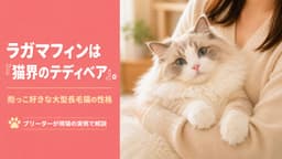 【2026年版】ラガマフィンの性格を解説|抱っこ好きな大型長毛猫の特徴とラグドールとの違い