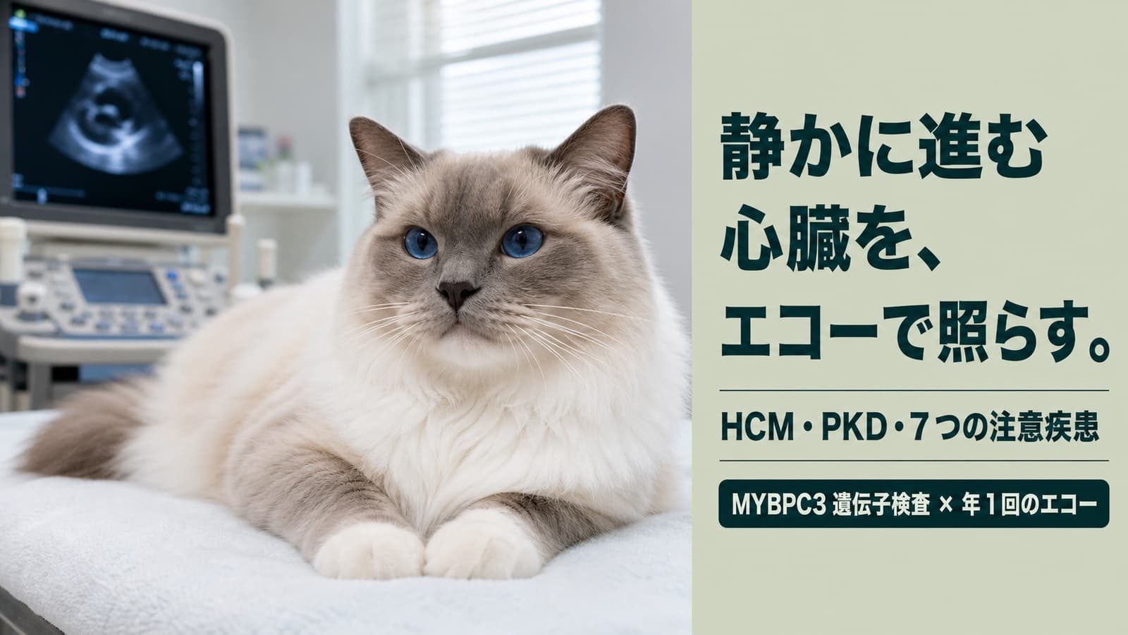 【2026年版】ラグドールがかかりやすい病気7選|心臓病・遺伝病の症状と予防をブリーダーが解説