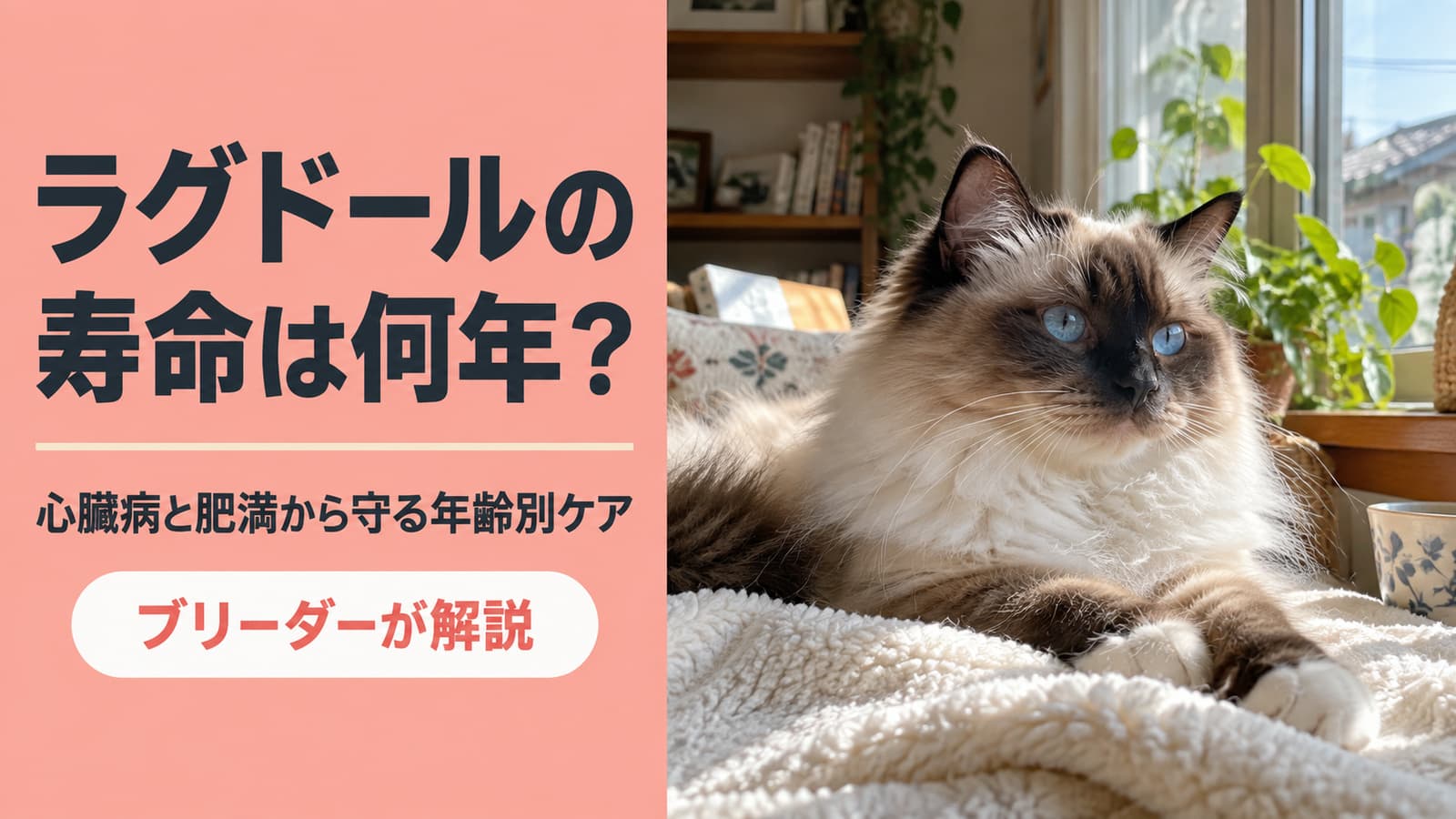 ラグドールの寿命|最新の平均15.1歳と年齢別ケア【2026】