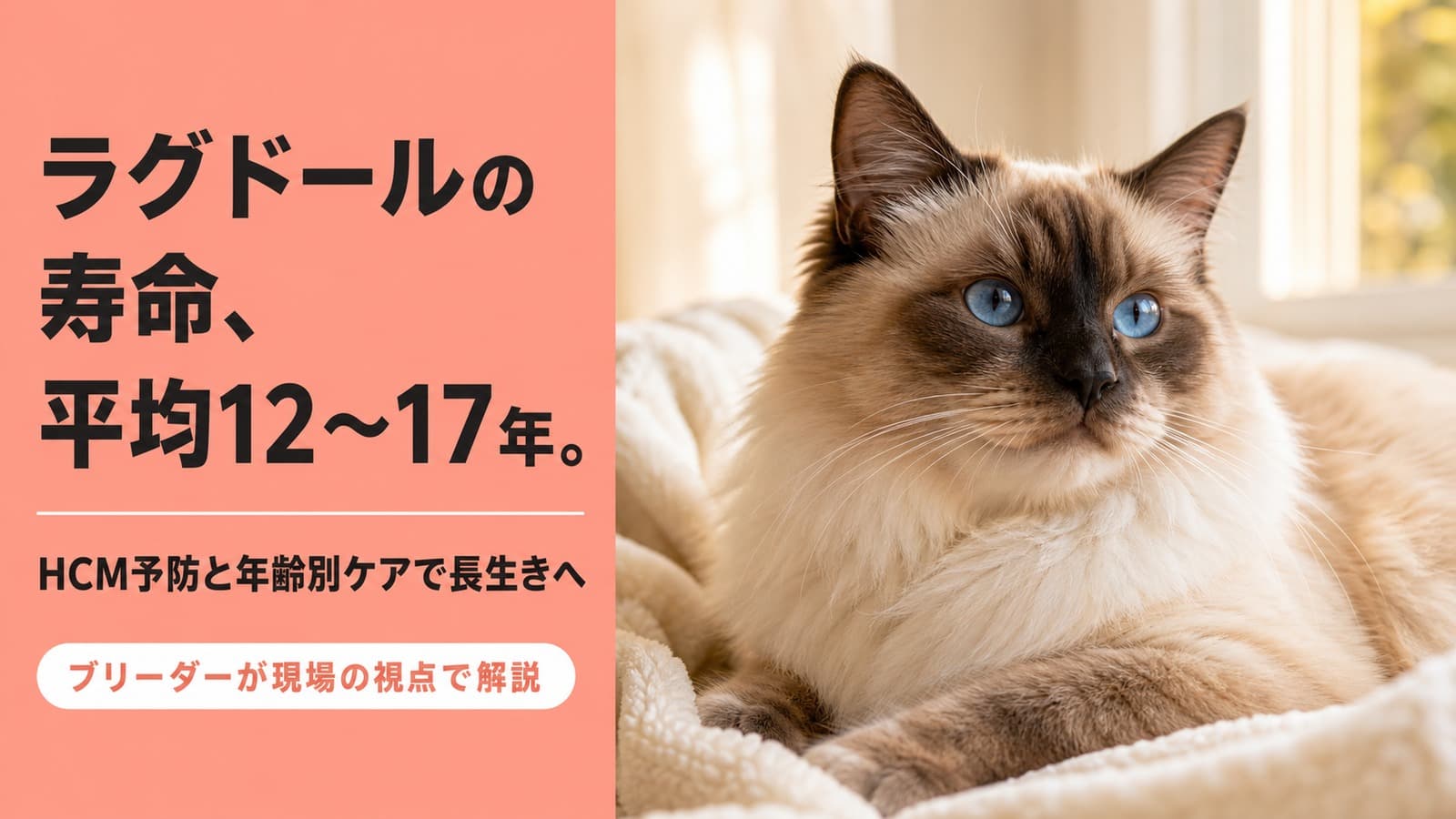 ラグドールの寿命|心臓病と肥満から守る年齢別ケア【2026】