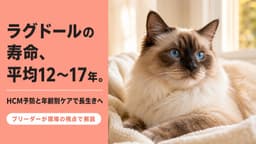 【2026年版】ラグドールの寿命は何年?平均12〜15年|心臓病対策と年齢別ケアをブリーダーが解説