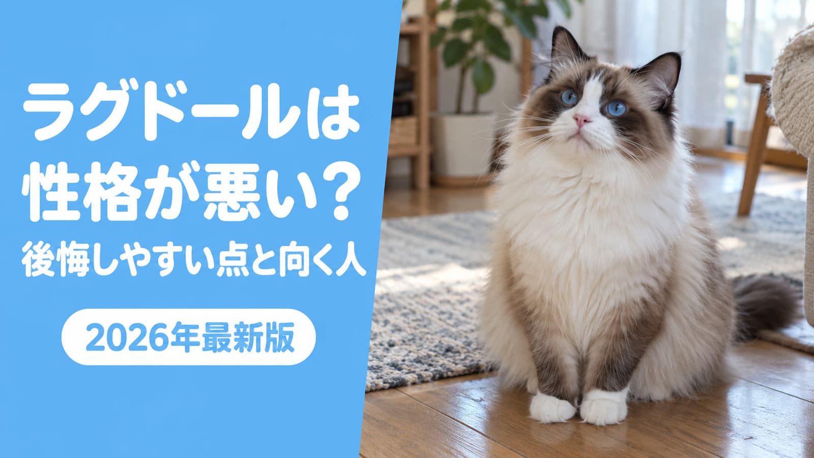 【2026】ラグドールの後悔・デメリット|性格が悪い?抱っこ嫌い?