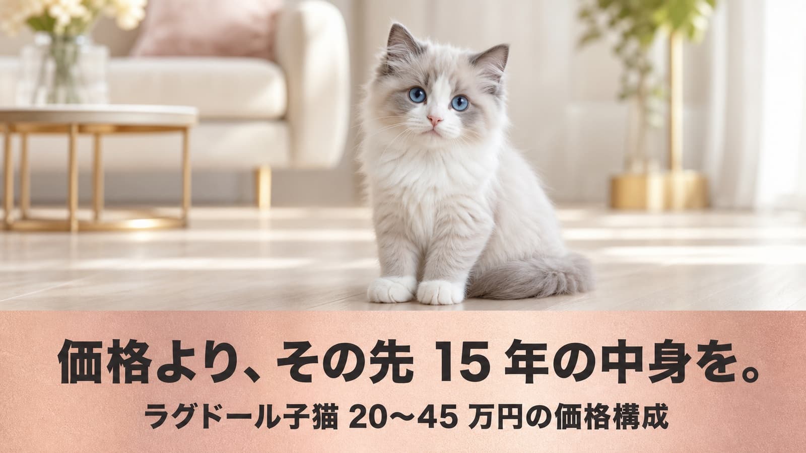 ラグドールの値段|カラー・血統で変わる価格差と選び方【2026】
