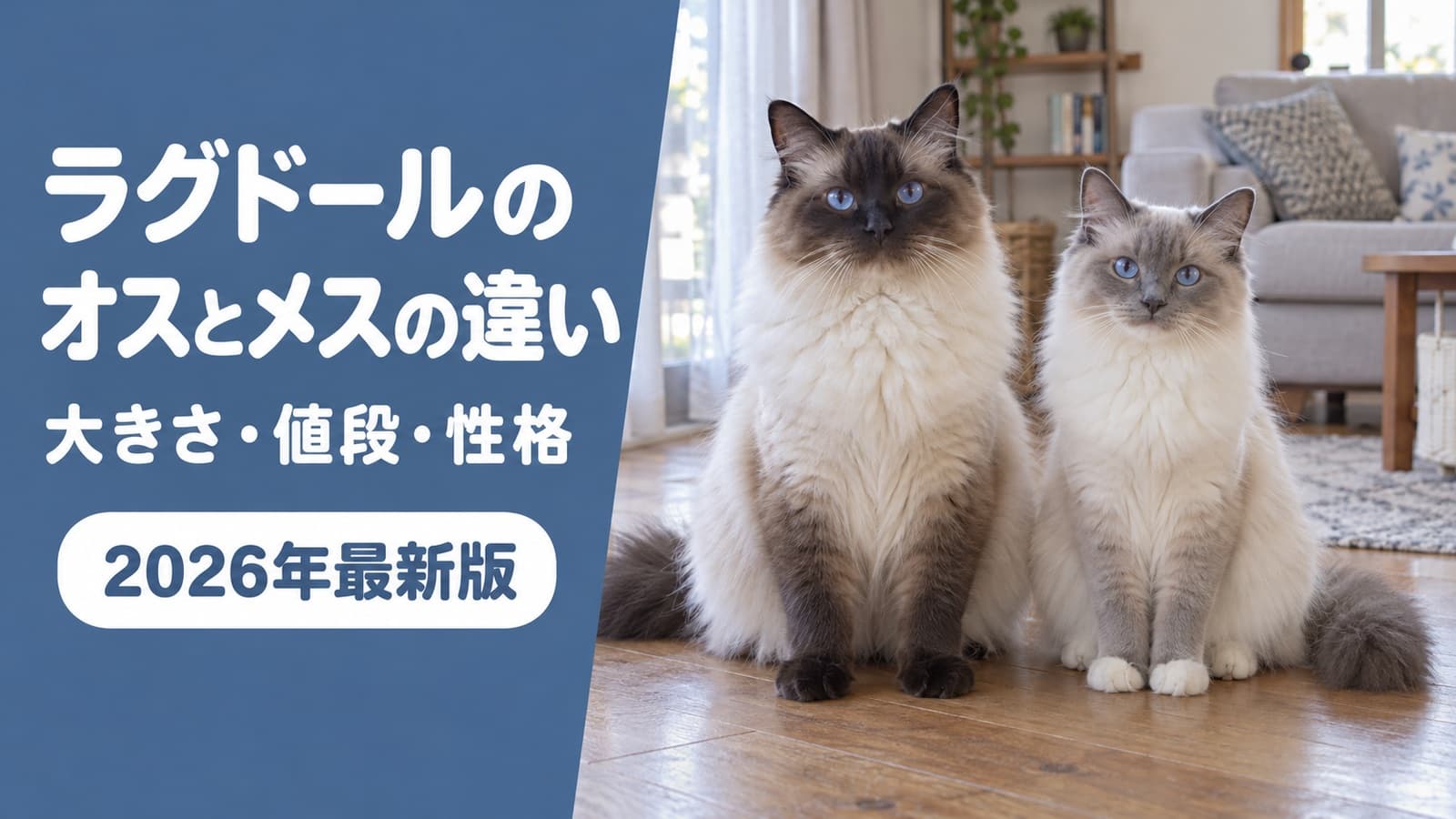 ラグドールのオスとメスの違い|体重差1.1kg・値段・性格【2026】