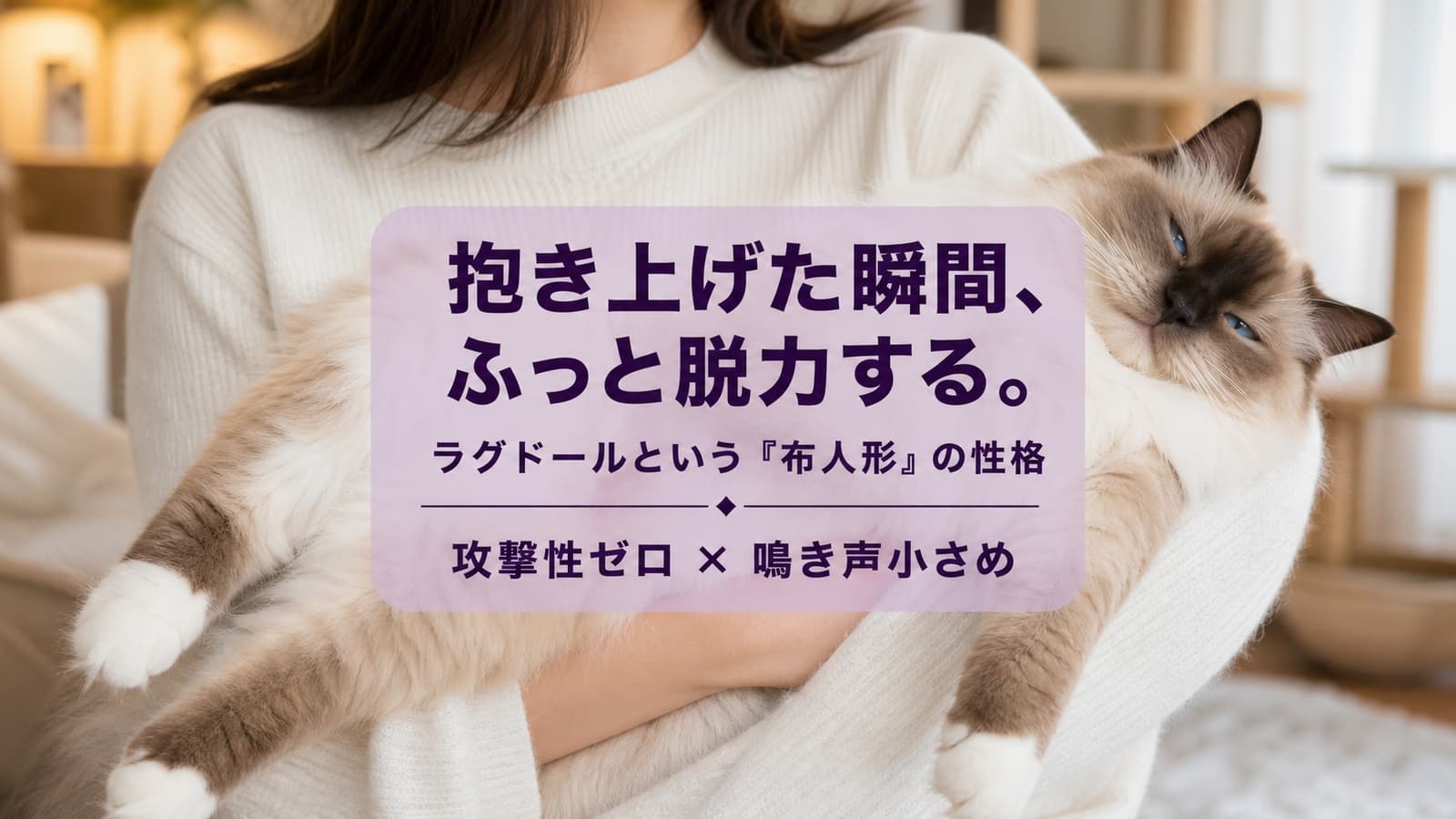 【2026年版】ラグドールの性格を徹底解説|甘えん坊・おとなしさの実態をブリーダーが語る