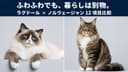 【2026年版】ラグドールとノルウェージャンフォレストキャットの違い|大型長毛猫を比較