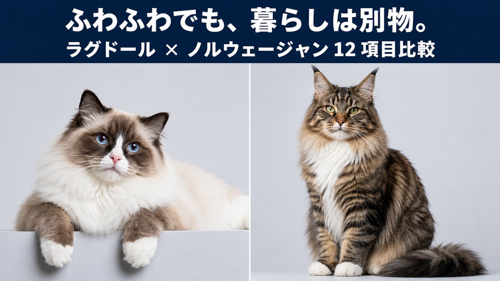 【2026年版】ラグドールとノルウェージャンフォレストキャットの違い|大型長毛猫を比較