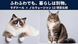 【2026年版】ラグドールとノルウェージャンフォレストキャットの違い|大型長毛猫を比較