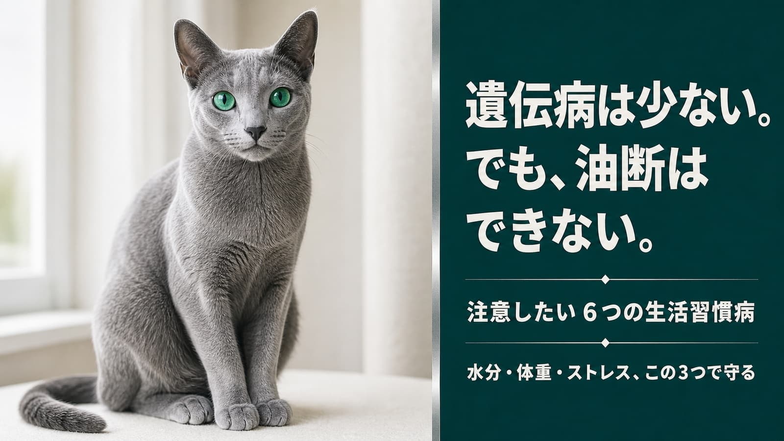 【2026年版】ロシアンブルーがかかりやすい病気6選|泌尿器・腎臓・糖尿病の症状と予防をブリーダーが解説