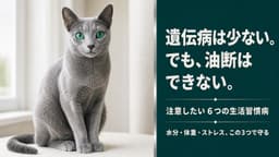 【2026年版】ロシアンブルーがかかりやすい病気6選|泌尿器・腎臓・糖尿病の症状と予防をブリーダーが解説