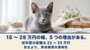 【2026年版】ロシアンブルーの値段はいくら?2026年の価格相場・購入費用・飼育コストをブリーダーが解説