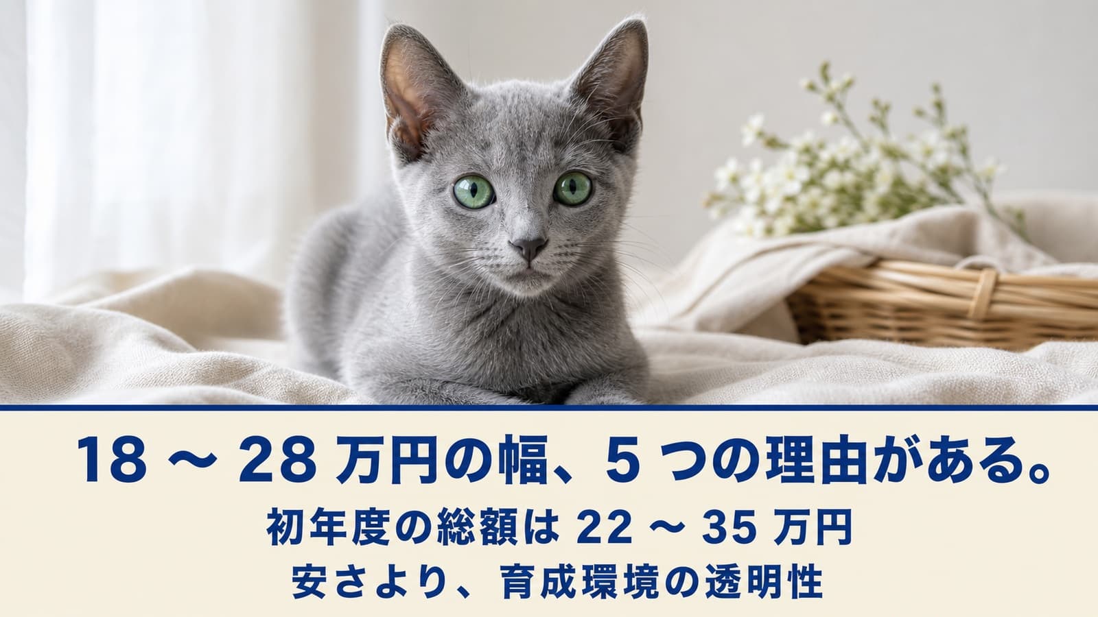 【2026年版】ロシアンブルーの値段はいくら?2026年の価格相場・購入費用・飼育コストをブリーダーが解説