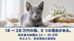 【2026年版】ロシアンブルーの値段はいくら?2026年の価格相場・購入費用・飼育コストをブリーダーが解説
