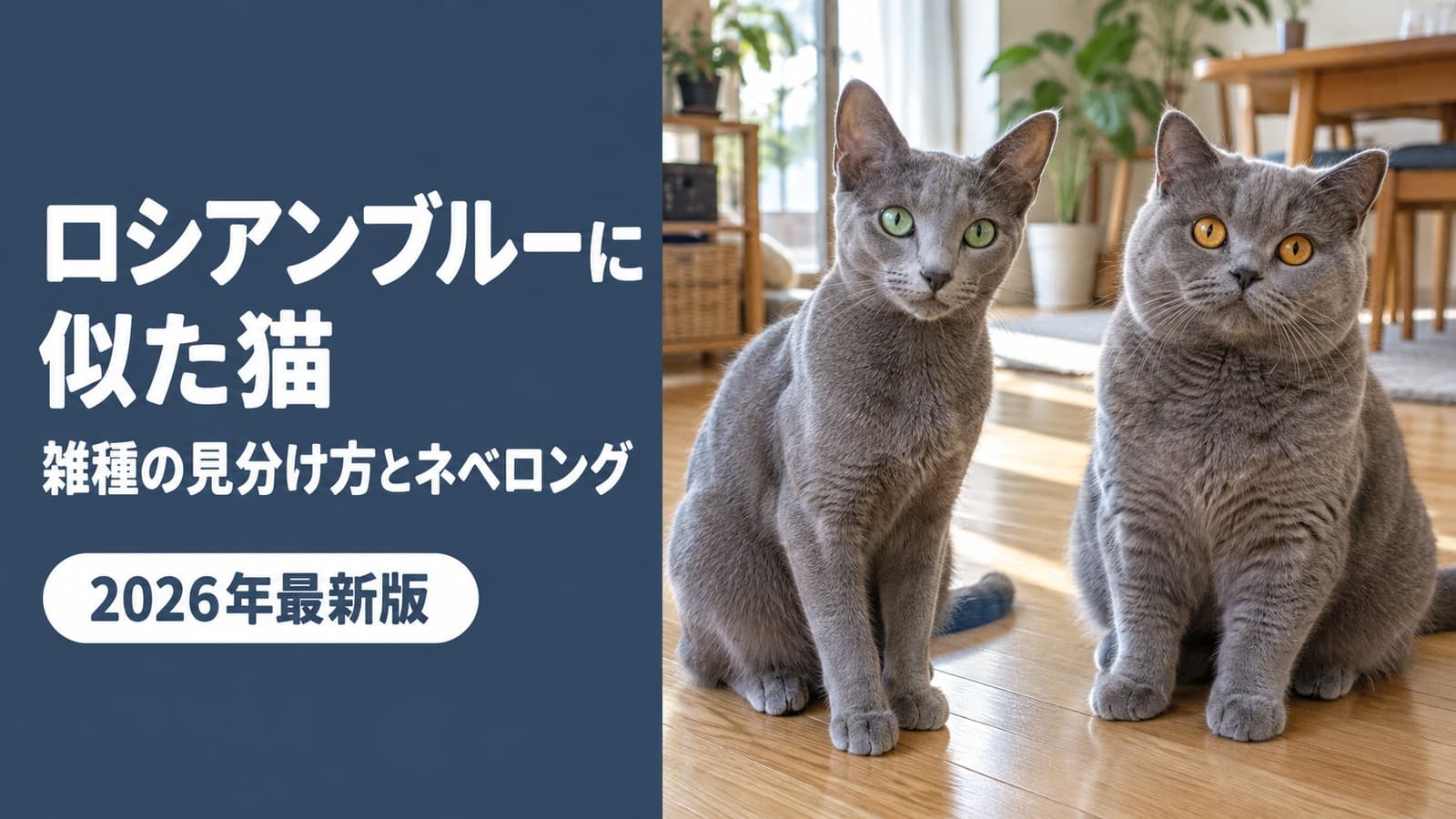 ロシアンブルーに似た猫|雑種の見分け方とネベロング【2026】