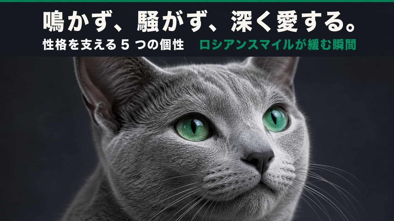 【2026年版】ロシアンブルーの性格・特徴・飼い方 - ブリーダーが正直に解説します