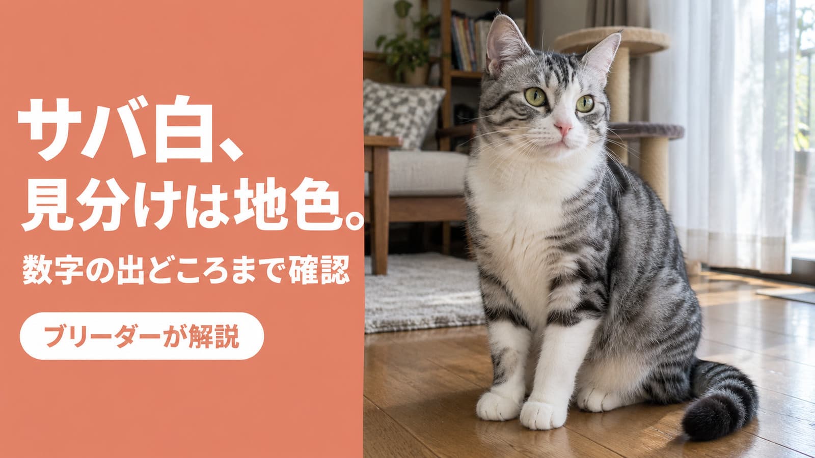 【2026】サバ白の猫|キジ白との違いと「オスは珍しい」の根拠を確認