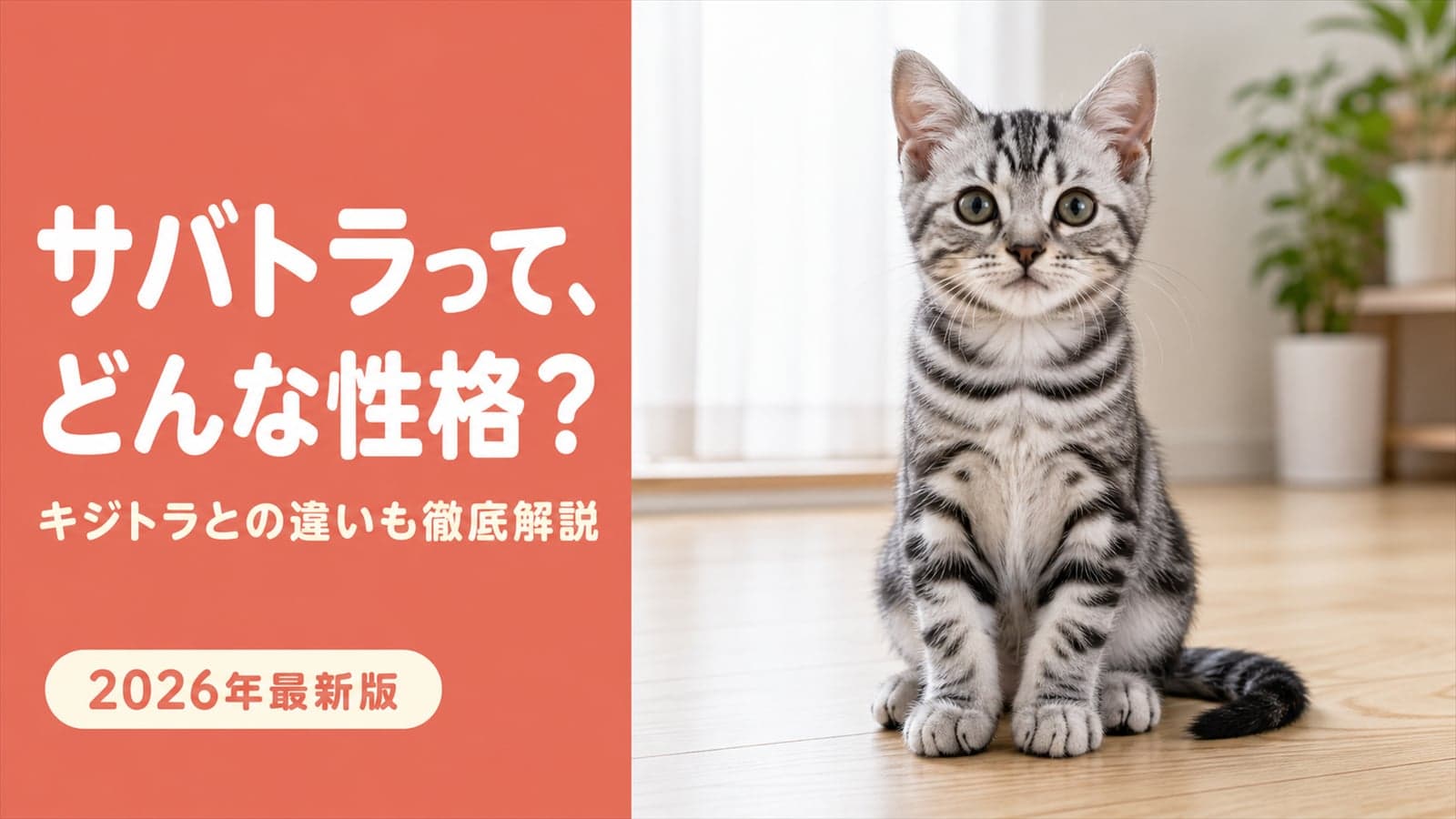 【2026年版】サバトラの性格|「メスが多い」は誤情報?キジトラとの違いをブリーダーが解説