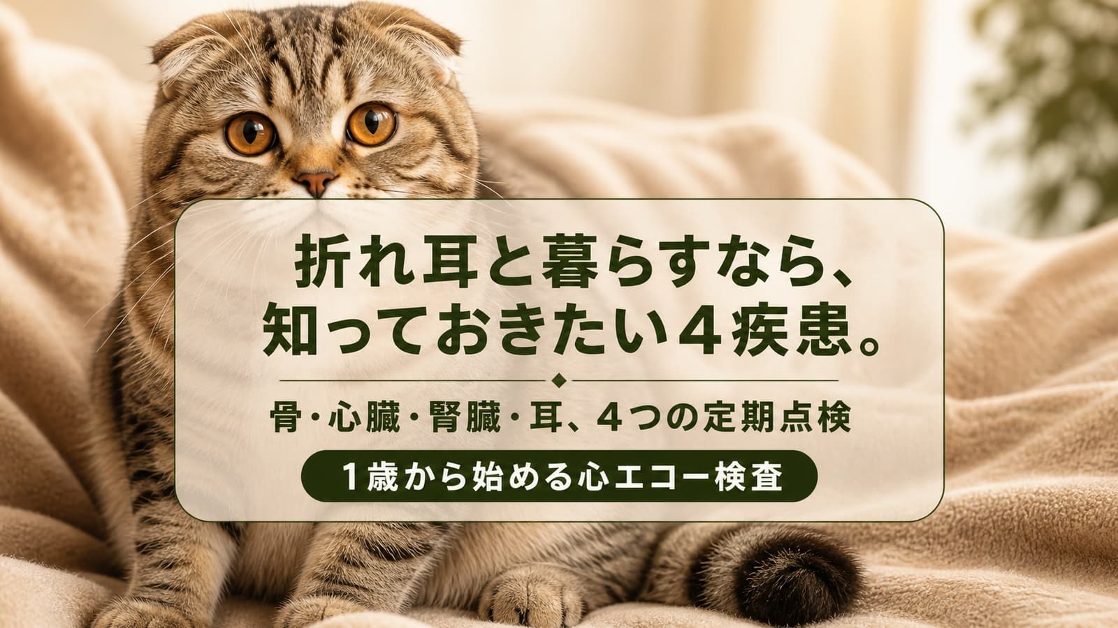 【2026年版】スコティッシュフォールドのかかりやすい病気と健康管理 - 骨・関節の遺伝病・心臓病の早期発見ガイド