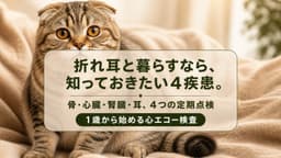 【2026年版】スコティッシュフォールドのかかりやすい病気と健康管理 - 骨・関節の遺伝病・心臓病の早期発見ガイド