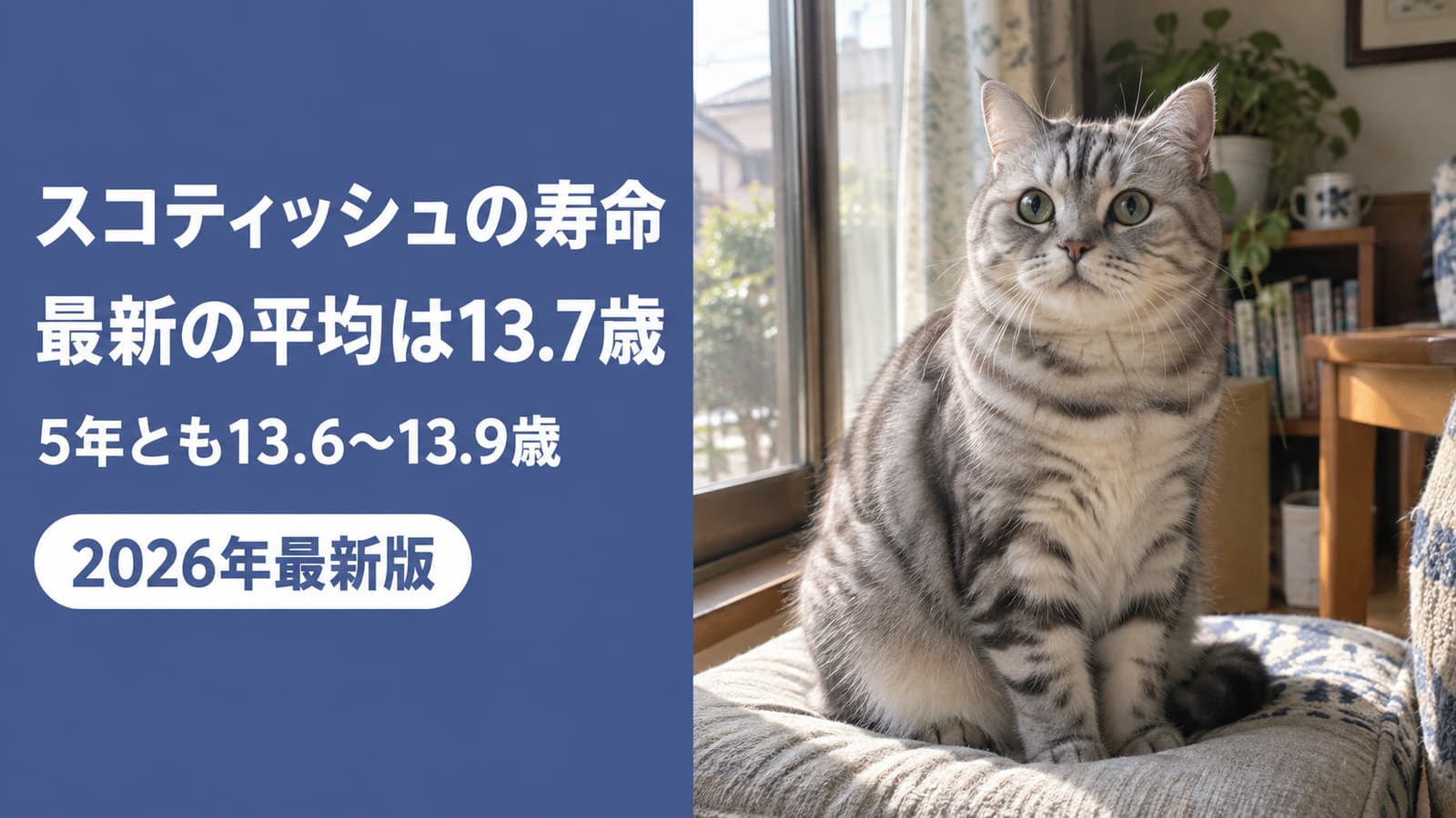 スコティッシュフォールドの寿命|最新の平均13.7歳【2026】