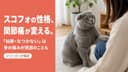 【2026年版】スコティッシュフォールドの性格と飼い方|穏やか・賢い・注意点を解説