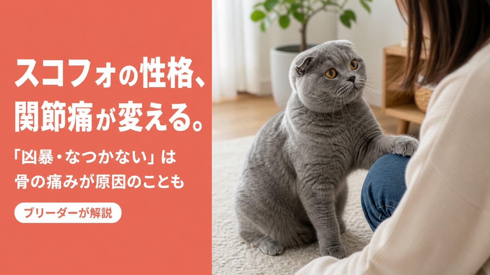 【2026年版】スコティッシュフォールドの性格と飼い方|穏やか・賢い・注意点を解説