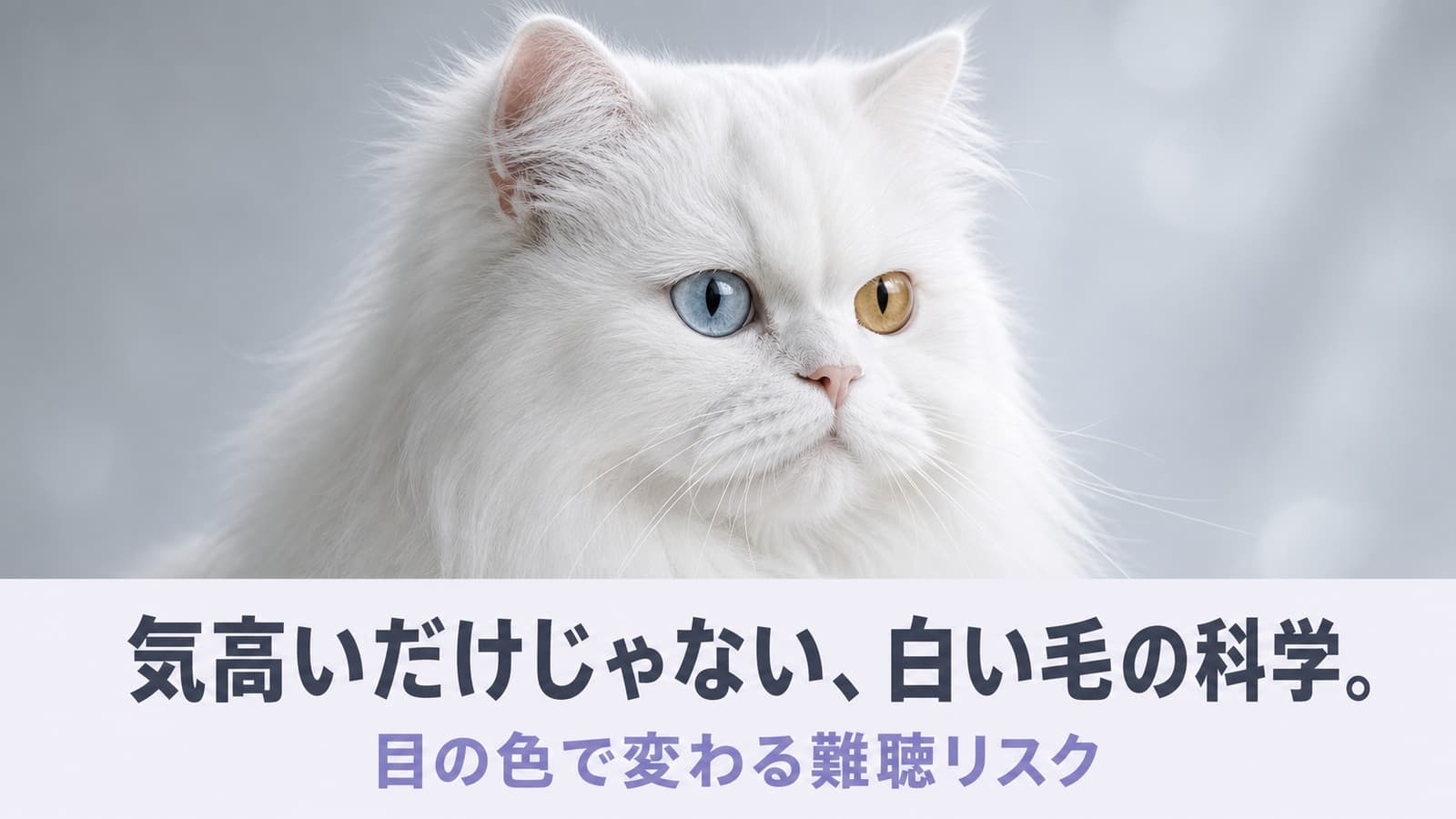 白猫の性格|難聴リスクと目の色の関係を解説【2026】
