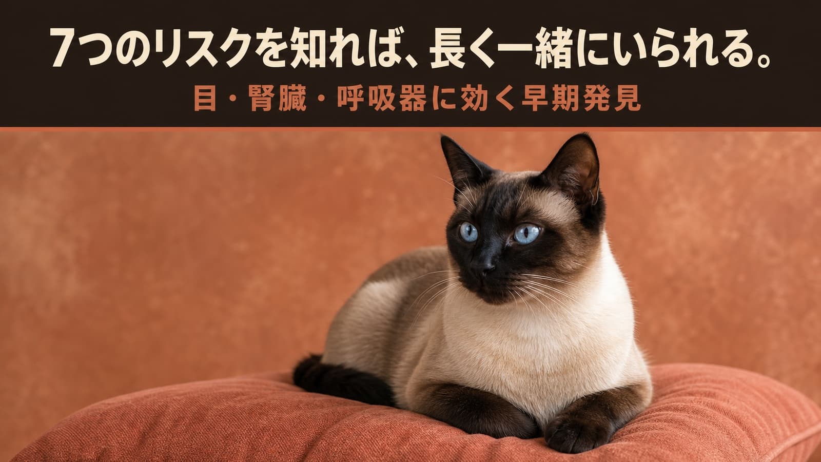 【2026年版】シャム猫がかかりやすい病気7選|目の病気・腎臓の病気・気管支ぜんそくの症状と予防をブリーダーが解説