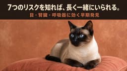 【2026年版】シャム猫がかかりやすい病気7選|目の病気・腎臓の病気・気管支ぜんそくの症状と予防をブリーダーが解説