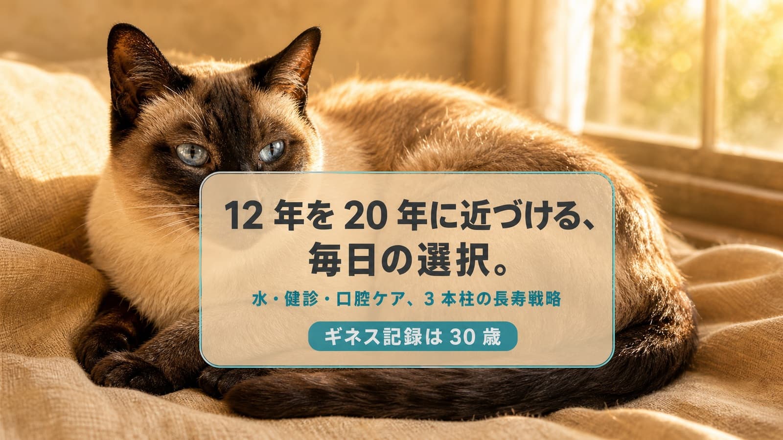 シャム猫の寿命|世界記録30歳超と長生きの条件【2026】