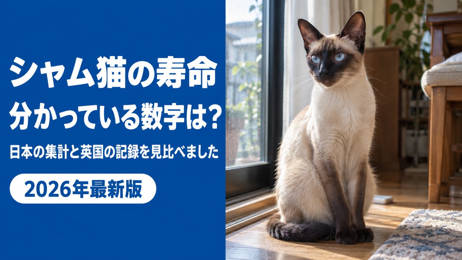 シャム猫の寿命|分かっている数字と長生きの準備【2026】