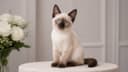 【2026年版】シャム猫の値段・価格相場は?子猫の購入費用・飼育コスト・ブリーダー選びの注意点を解説