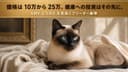シャム猫の値段・相場は10〜25万円|価格差の理由と失敗しない選び方【2026年版】