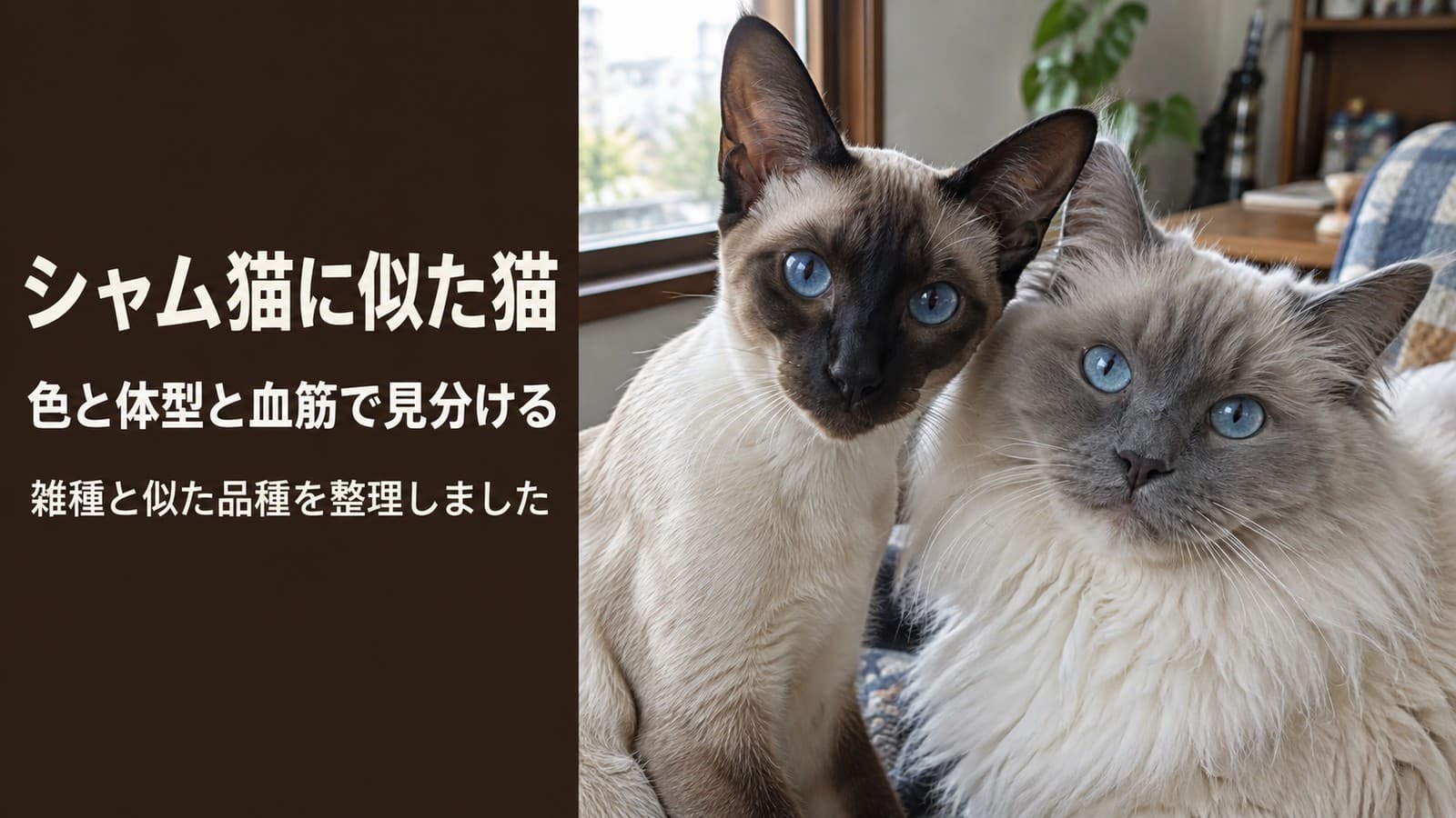 シャム猫に似た猫の種類|雑種・長毛も色・体型・血筋で整理【2026】