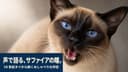 シャム猫は性格が悪い?5,726頭の調査でわかった気質【2026】