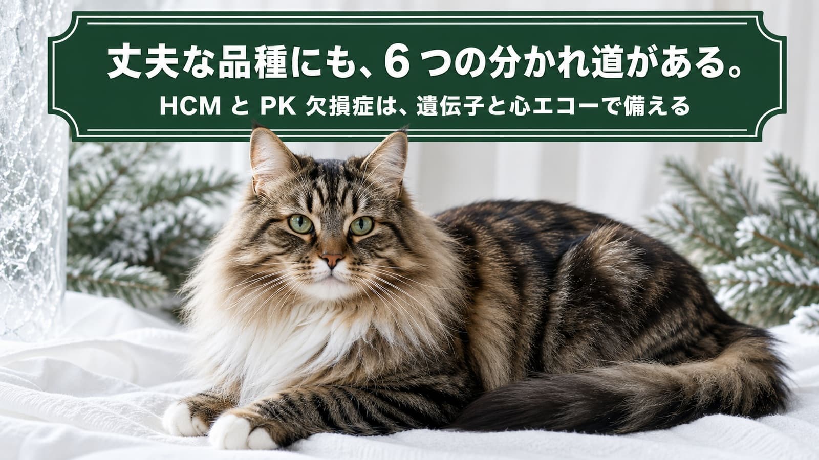 【2026年版】シベリアンがかかりやすい病気6選|症状・予防・検査をブリーダーが解説