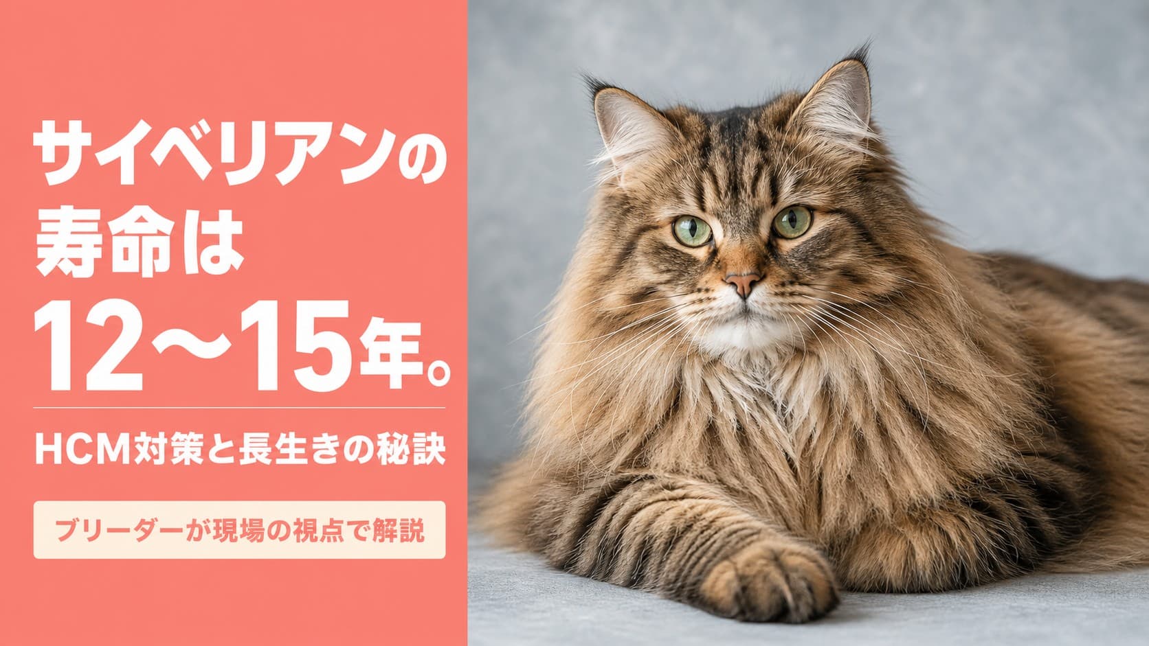 【2026年版】サイベリアンの寿命は何年?平均12〜15年|心臓病対策と長生きの秘訣をブリーダーが解説